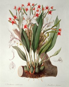 Orkide: Diothonca imbricata og Maxillaria elfenben fra 